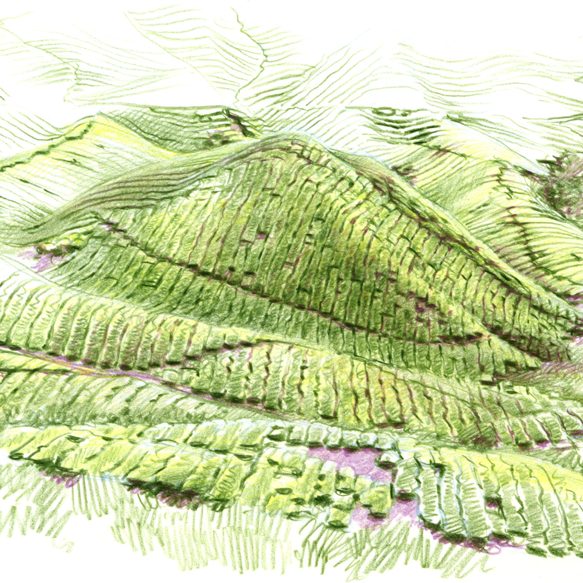 coloured pencil drawing